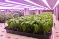 Pepper seedling vertical farm Vertical agriculture indoor farm