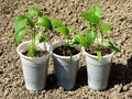 Pepper seedlings