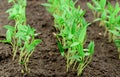 Pepper seedlings