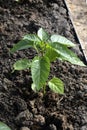 Pepper seedlings. The bell pepper shrub grows in a greenhouse on a ridge. Growing vegetables in a greenhouse
