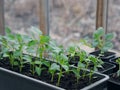 Pepper seedlings in boxes.Young green pepper plants with leaves growing in a box in a greenhouse indoors.Agriculture Royalty Free Stock Photo