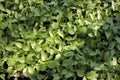 Pepper seedlings in the containers. Young green plants in the balcony vegetable garden