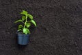 Pepper seedlings on dirt soil background. Plant at home concept Royalty Free Stock Photo