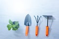 Pepper seedlings and garden tools on grey wooden floor. Plant at home concept Royalty Free Stock Photo