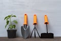 Pepper seedlings and garden tools on grey wooden floor. Plant at home concept Royalty Free Stock Photo