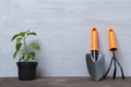 Pepper seedlings and garden tools on grey wooden floor. Plant at home concept Royalty Free Stock Photo