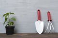 Pepper seedlings and garden tools on grey wooden floor. Plant at home concept Royalty Free Stock Photo