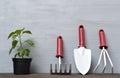 Pepper seedlings and garden tools on grey wooden floor. Plant at home concept Royalty Free Stock Photo