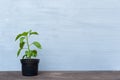 Pepper seedlings on grey background. Plant at home concept Royalty Free Stock Photo