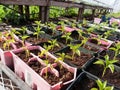 Pepper seedlings plants in plastic containers