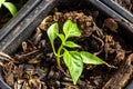 Pepper seedlings in a plastic pot with soil, sweet peppers also called bell peppers, maybe paprika Royalty Free Stock Photo