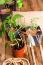 Pepper seedlings in plastic pots are ready for planting. Close-up Royalty Free Stock Photo