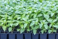 Pepper Seedlings, young foliage of pepper, Spring seedlings. Spr