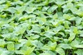 Pepper Seedlings, young foliage of pepper, Spring seedlings. Spr