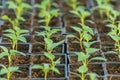 Pepper Seedlings, young foliage of pepper, Spring seedlings. Sprouts pepper