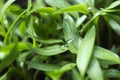 Pepper seedlings - young green foliage of Bulgarian pepper with water droplets on the leaves. Spring plant seedlings, background Royalty Free Stock Photo