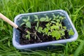 Pepper and tomato seedlings in peat soil in a plastic seedling tray. Young seedlings of pepper. The concept of gardening and Royalty Free Stock Photo