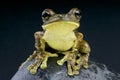 Pepper Tree Frog / Trachycephalus venulosus Royalty Free Stock Photo