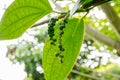 Pepper tree in the garden at thailand Royalty Free Stock Photo