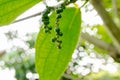 Pepper tree in the garden at thailand Royalty Free Stock Photo