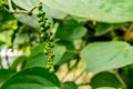 Pepper tree in the garden at thailand Royalty Free Stock Photo