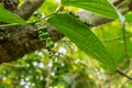 Pepper tree in the garden at thailand Royalty Free Stock Photo