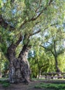 Pepper Tree with Gnarled Trunk at Lindo Lake Park in Lakeside, California near San Diego