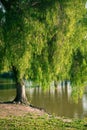 Pepper tree by a lake