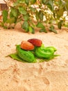 Pepper vegetation and dates palms fruits in sands Royalty Free Stock Photo