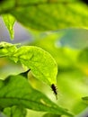 Pepper Weevil under the leaves of a chili pepper plant, Anthonomus eugenii and Capsicum annuum Royalty Free Stock Photo