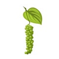 peppercorn pepper branch cartoon vector