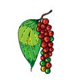 peppercorn pepper branch sketch hand drawn vector