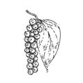 peppercorn pepper branch sketch hand drawn vector