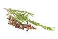 Peppercorns and rosemary herb spice leaves on white background Royalty Free Stock Photo