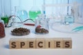 Peppercorns and Species Text on Wooden Cubes - Labs Photo Royalty Free Stock Photo