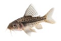 Peppered Corydoras Catfish at white plain background. Close up Royalty Free Stock Photo