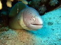 Peppered Moray Eel Royalty Free Stock Photo