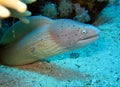 Peppered Moray Eel Royalty Free Stock Photo