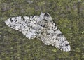 Peppered Moth