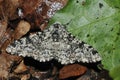 Peppered Moth