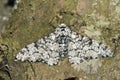 Peppered Moth