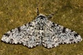 Peppered moth (Biston betularia) light form against stone