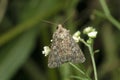 Peppered moth on branch, Biston betularia, Satara
