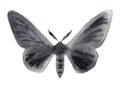 Peppered moth melanic form illustration on white.