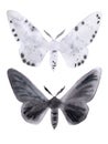 Peppered moth melanic and light form on white.