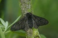 Peppered Moth (Biston betularia) on a tree branch in closeup