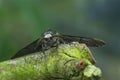 Peppered Moth (Biston betularia) on a tree branch in closeup