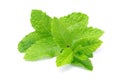 Peppermint Royalty Free Stock Photo