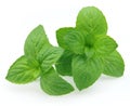 Peppermint Royalty Free Stock Photo