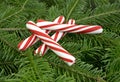 Peppermint candy sticks on pine boughs Royalty Free Stock Photo